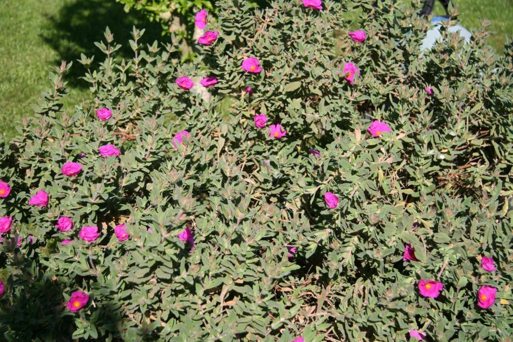 Les Hibiscus Bed & Breakfast Maisons-Laffitte Exterior foto